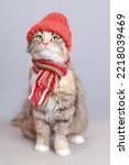 Cute Cat In A Orange Hat And...