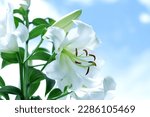 White Madonna Lily. Close-up of Lilium flower on blue background. Beautiful Lilium Candidum flower. Easter Lily flowers greeting card. White Lily 
Lilies blooming on blue sky. Beautiful spring bouquet