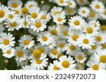 Blooming wild flower Matricaria Recutita. Flowering Chamomile.   Wild Chamomile in summer meadow. Chamomile field. Beautiful blooming medical chamomiles. Herbal medicine, aromatherapy concept. Daisy