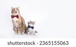 Small photo of Big fluffy Cat is sitting next to a small Cat on a white background. Portrait of two cats. Mother cat sits and licks its lips. Pet care concept. Place for text. Studio shot of lovely cats with bow tie