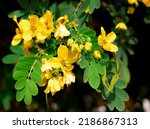 Small photo of Beautiful christmas bush flowers, yellow flowers, winter cassia flowers, yellow candlewood