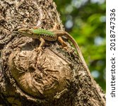Green Lizard On Tree. Close Up...