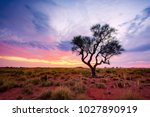 A Hakea tree stands alone in the Australian outback during sunset. Pilbara region, Western Australia, Australia.