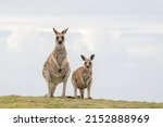 Kangaroo On Hillside Near The...