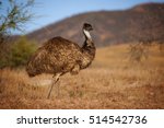 Emu In Australian Outback ...