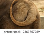 a brown elephant's tail swishing