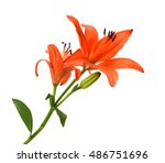 Beautiful Orange Lily Flowers...