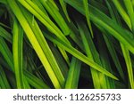 Small photo of Natural vivid shiny green grass close-up with copy space. Pure, pleasant, rich greenery with small defects in macro. Background from green textured imperfect plants. Unideal diagonal pleasant grass.