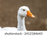 Small photo of Close-up of a white greylag goose with an orange beak. you can see the color of the goose's eyes. blurred background. Domestic goose