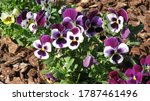 Small photo of Delicate violets - cute, touching, fragile flowers, flinch in the wind, reach for the sun
