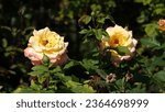 Small photo of Rose. Yellow rose. A flower of wondrous beauty. Gently blooming rose bush. Delightful rose flower on a sunny day.