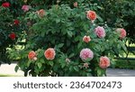 Small photo of Gently blooming rose bush. Delightful rose flowers on a sunny day. Flowers of wondrous beauty.