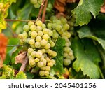 Ripe grape of Riesling hanging on the vine between branches in Eltville Rheingau.	