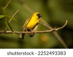 Yellow Masked Weaver Perched On ...