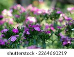 Small photo of Outdoor flower garden with Jolt Pink Magic Flower flowers as a bouquet of bouquet, making it look harmonious with the background. Get along well with the lawn.