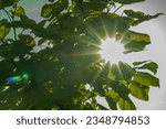 Small photo of Trees at sunset, sun rays shining through tree branches and leaves. Soft, selective focus. Artificially created grain for the picture. Atmospheric distortion, hot air distortion, heat distortion, air