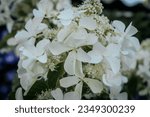 Small photo of Hydrangea bush in the sunlight near the house in the garden. Soft, selective focus. Artificially created grain for the picture. Atmospheric distortion, hot air distortion, heat distortion, air refract