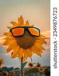 Small photo of Beautiful sunflower at sunset with sunglasses, natural background. Soft selective focus. Artificially created grain for the picture. Atmospheric distortion, hot air distortion, heat distortion, air re