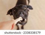 A beautiful black young dog or puppy gets a treat for the exercise. Portrait, close up. Dog training concept