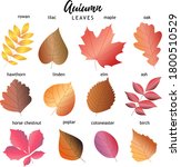 Set Of Autumn Leaves. 12 Types...