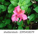 Small photo of Photo of fresh pink buanga with hijqu leaves in its belch