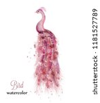 Pink Peacock Watercolor Vector. ...