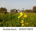 Seemingly endless field of yellow mustard plants in bloom. Blooming yellow flowers of mustard ,Brassica, crop in agricultural farm. San Francisco wallflower. Mustard field with Beautiful snow. 