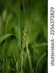 Small photo of Common wheat. wheat field in pakistan.Field of green spring wheat. Unripe wheat. close up of green wheats. Green wheats. Wheats field in Punjab. Barley with blurred background. Eating concept.