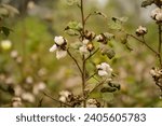 Small photo of White Cotton Flower.Cotton Flower.The close up of Gossypium herbaceum Or Gossypium hirsutum commonly known as Levant cotton,white cotton flower is a species of cotton.