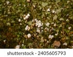 Small photo of White Cotton Flower.Cotton Flower.The close up of Gossypium herbaceum Or Gossypium hirsutum commonly known as Levant cotton,white cotton flower is a species of cotton.