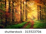 Autumn Forest Scenery With Rays ...