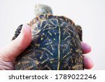 Ornate Box Turtle Held Up By...