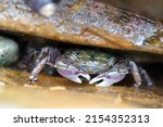 Small photo of Striped shore crab hiding in a rock crevice by the ocean in the tide pools at the Point Loma preserve outside in nature