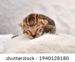 Newborn Kitten Sleeping In A...