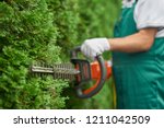 Close up of man hand with hedge trimmer cutting bushes of white cedar to ideal fence. Male gardener, wearing in overalls with protective glove working with professional garden equipment in backyard.