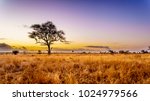 Sunrise over the savanna and grass fields in central Kruger National Park in South Africa