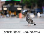 Small photo of Pigeons in the city, this bird species is usually quite friendly to humans, they seem unafraid when people approach.