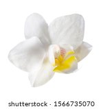White And Yellow Orchid Blossom 