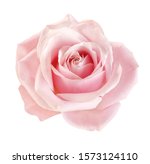 Light pink rose blossom on...