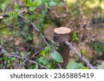 Small photo of Gardener pruning tree. Taking care of garden. Other pruned trees are in blurred background. Seasonal pruning trees with pruning shears.