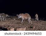 A night with hyenas in harar ...