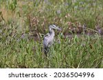 Small photo of Beautiful Heron trying to keep a low profile amongst the wetland flowers