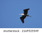 A Reddish Egret Flying Over The ...