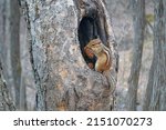 Siberian chipmunk ( Eutamias sibiricus  ) sitting in a hollow tree and eating a cone.