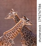 Portrait Of Two Giraffes...