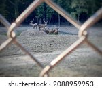 Small photo of Deer flock is inside the metal wire fence frame; emphasise the captive animals at national park; selective focus on deers and border is defocused