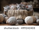 Group Of Small Striped Kittens...