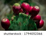 Close Up Of A Cactus With...