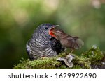 Common Cuckoo  Cuculus Canorus. ...