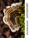 Small photo of Trametes versicolor, growing on a dead trunk covered with moss.